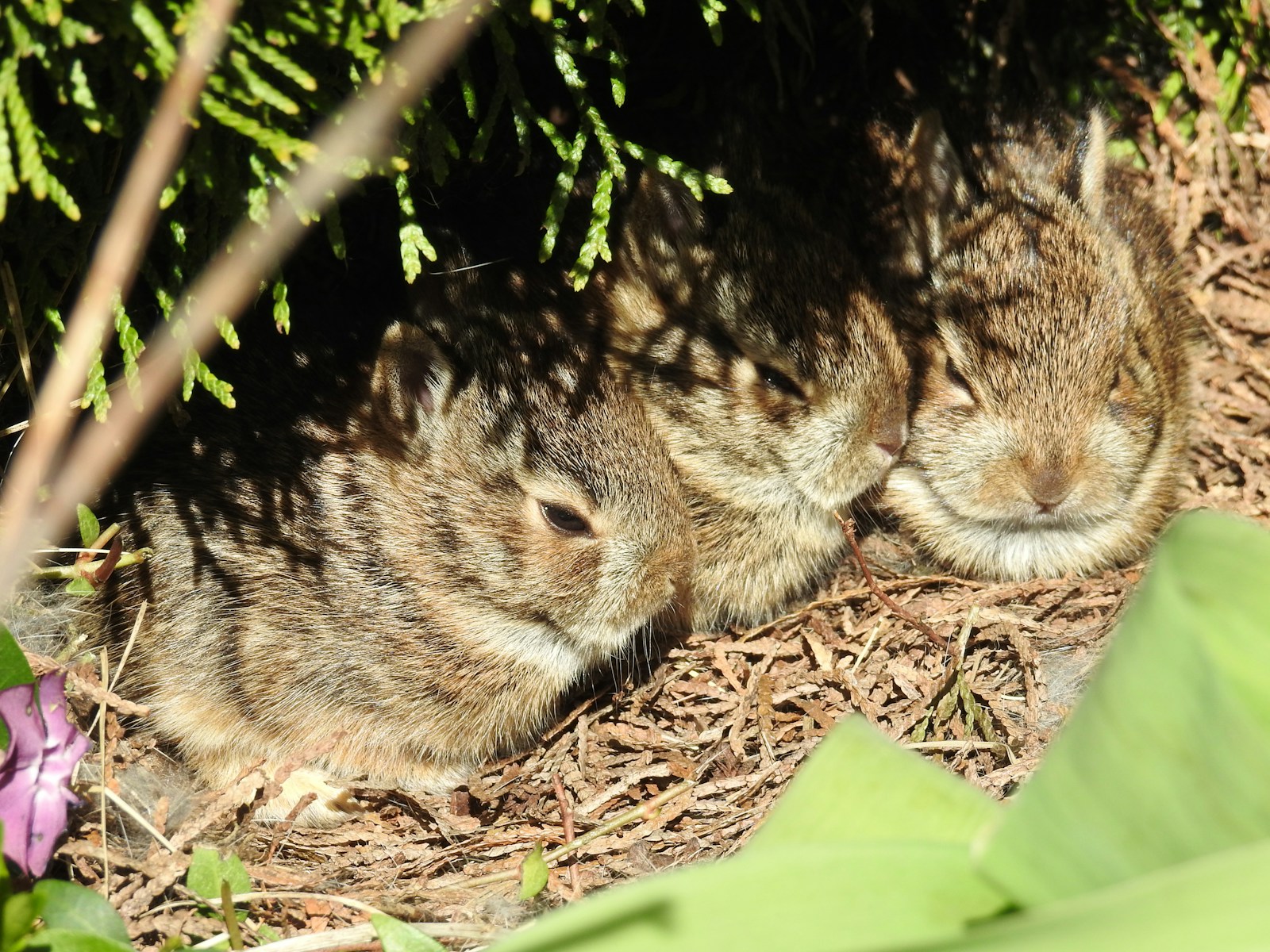 Photo inspiration: Can Rabbits Eat Sunflower Seeds Risks Benefits And Safer Options Photo Inspiration