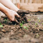 The Benefits of Rabbit Manure for Gardening (Easy Guide)