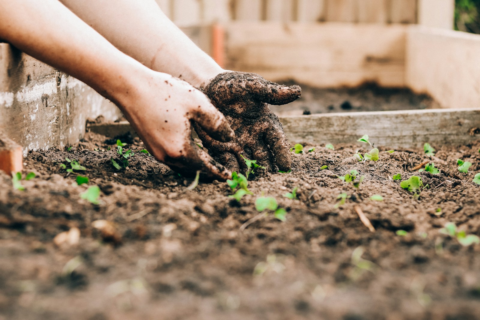 The Benefits of Rabbit Manure for Gardening (Easy Guide)